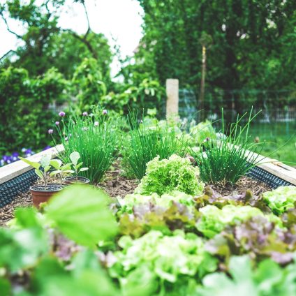 Rinnovabili • Impronta di carbonio orti urbani: è 6 volte quella dell’agricoltura tradizionale