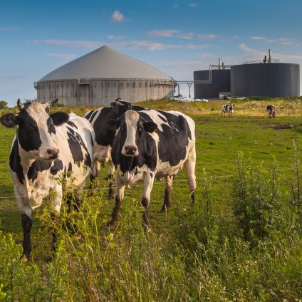 Rinnovabili • Prezzi minimi garantiti per gli impianti biogas