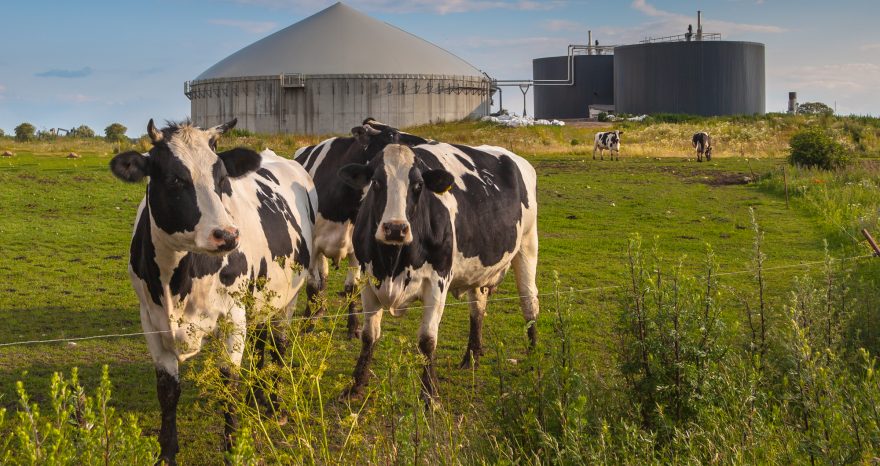 Rinnovabili • Prezzi minimi garantiti per gli impianti biogas