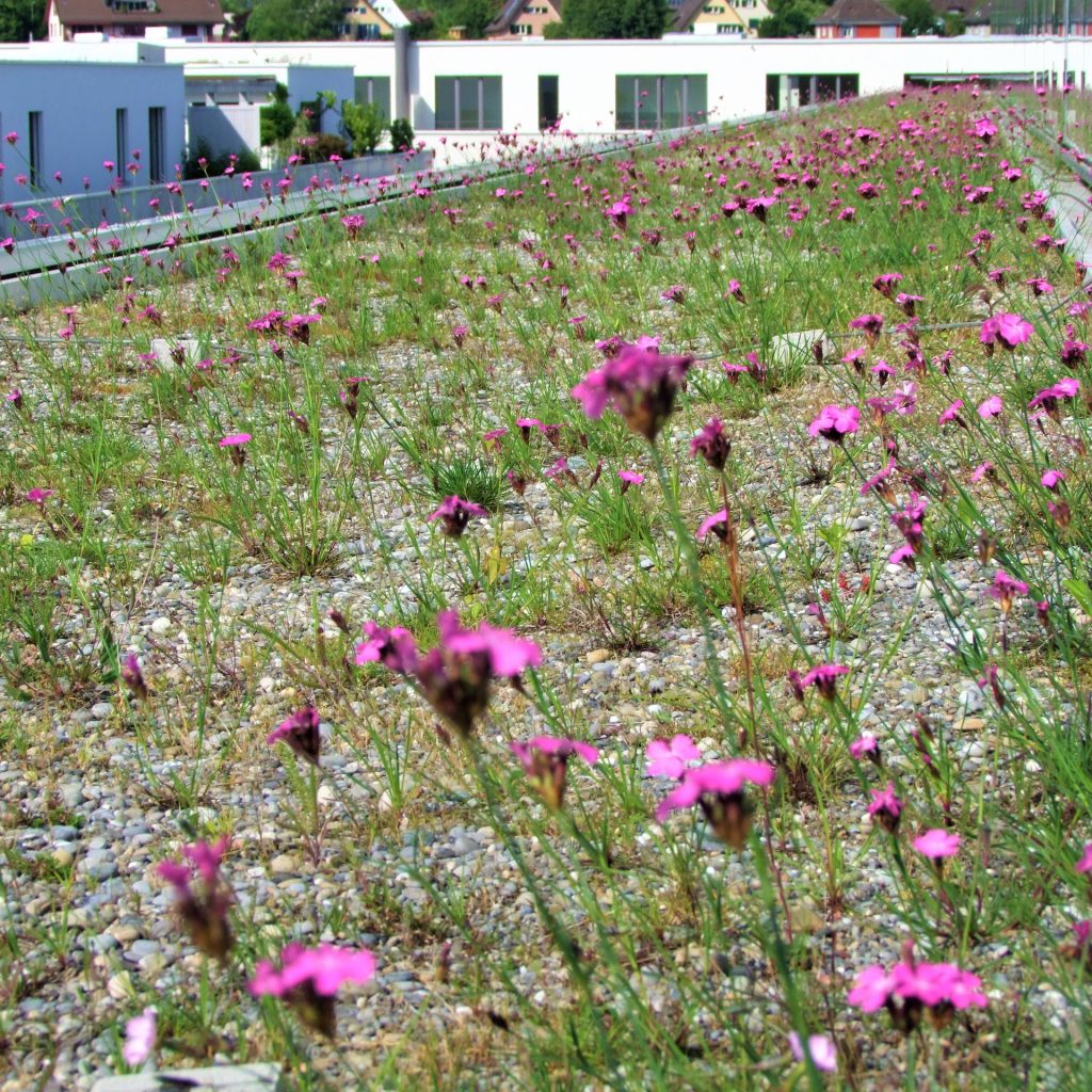 green roof