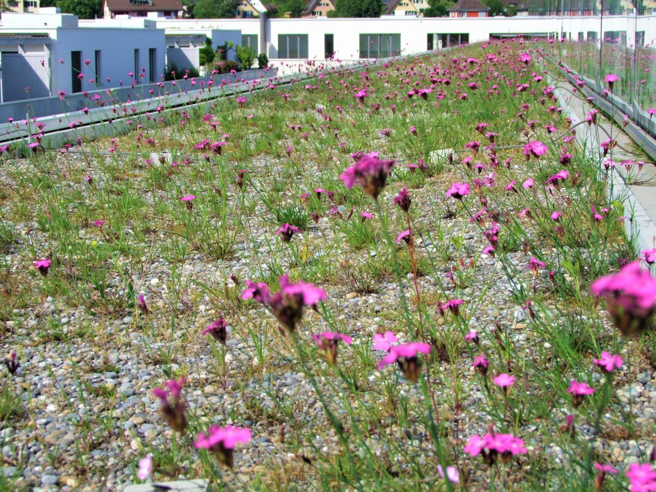 Rinnovabili • green roof