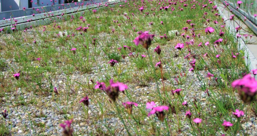 Rinnovabili • green roof