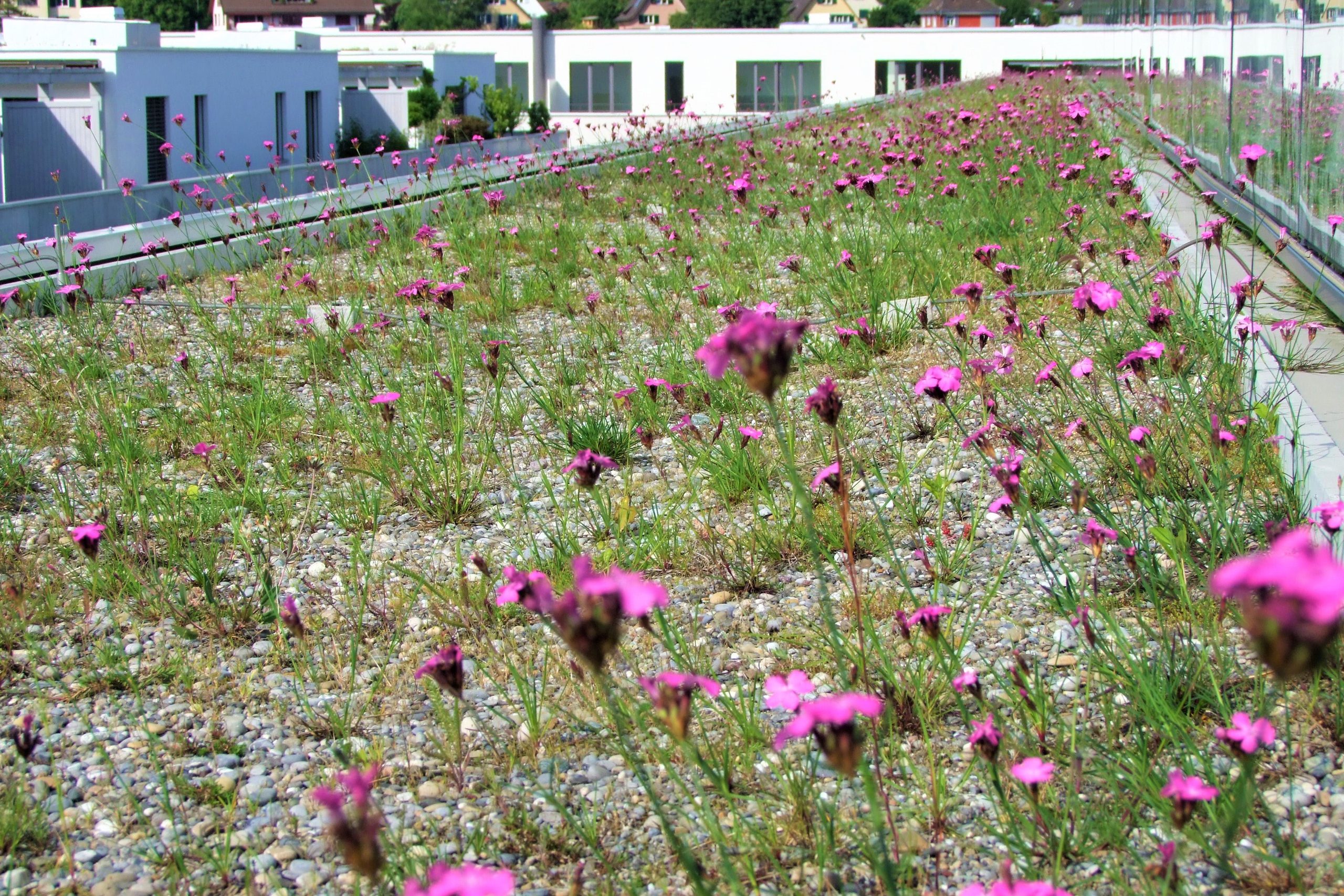 green roof