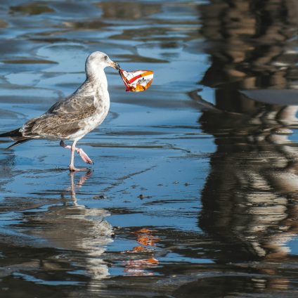 Rinnovabili • biodegradabilità delle bioplastiche