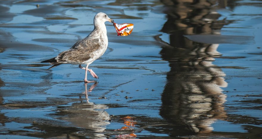 Rinnovabili • biodegradabilità delle bioplastiche