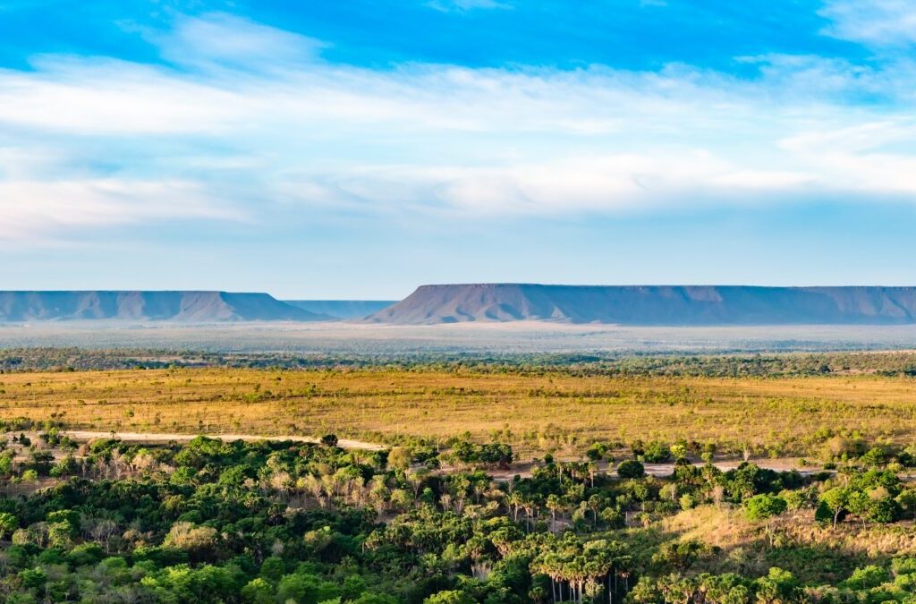 Cerrado brasiliano: in 1 anno distrutti 10mila km2 di savana tropicale