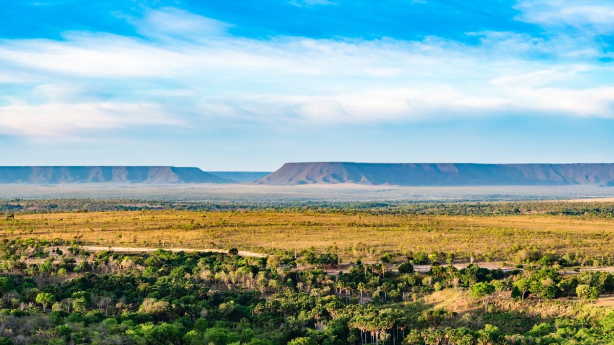 Rinnovabili • Cerrado brasiliano: in 1 anno distrutti 10mila km2 di savana tropicale