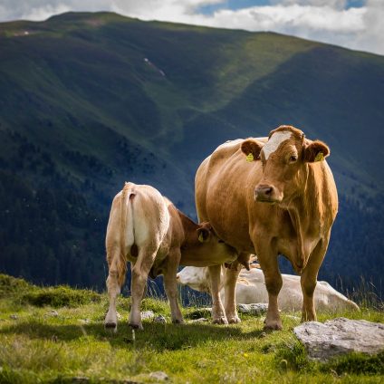 Rinnovabili • Agricoltura di montagna