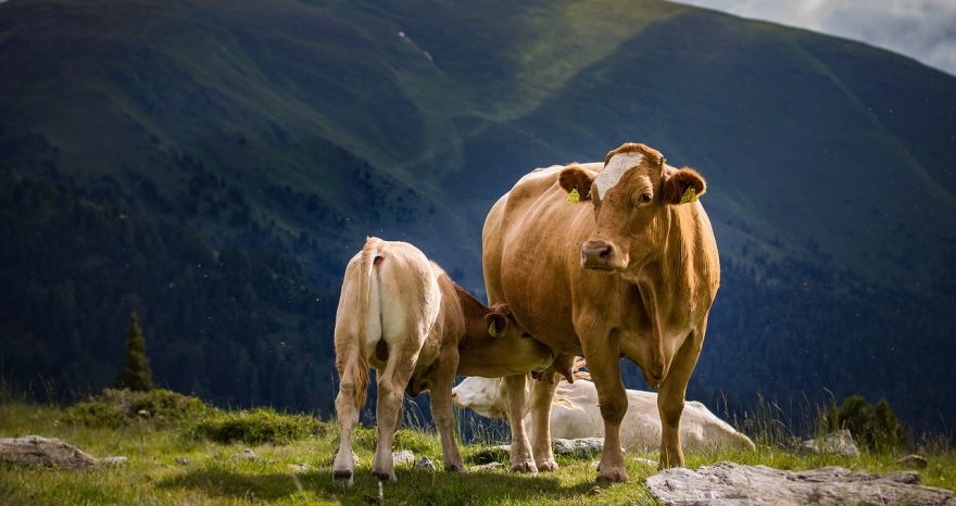 Rinnovabili • Agricoltura di montagna