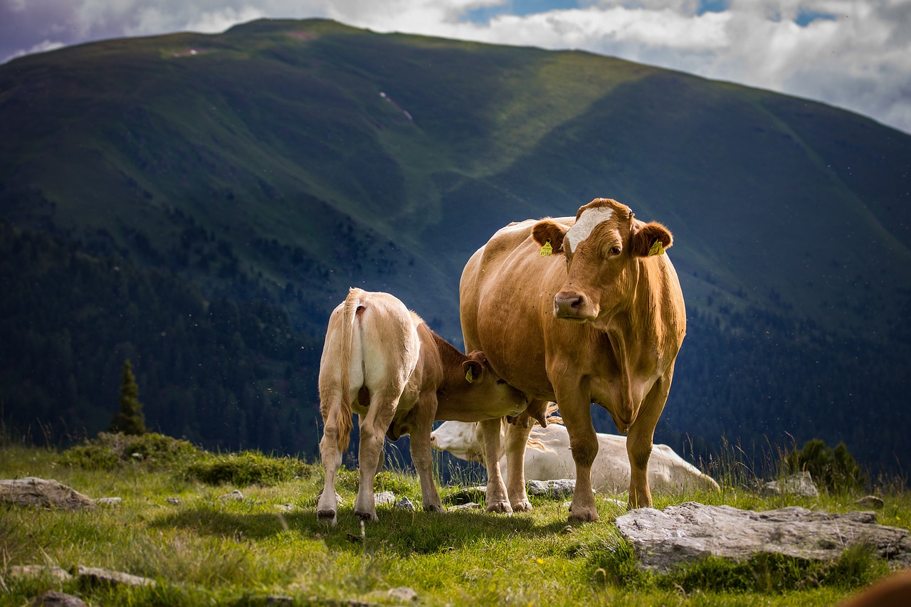 Rinnovabili • Agricoltura di montagna