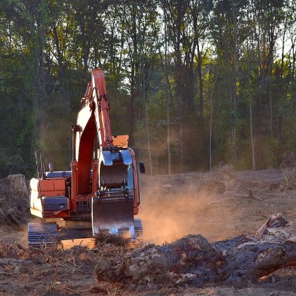 Rinnovabili • Regolamento Deforestazione