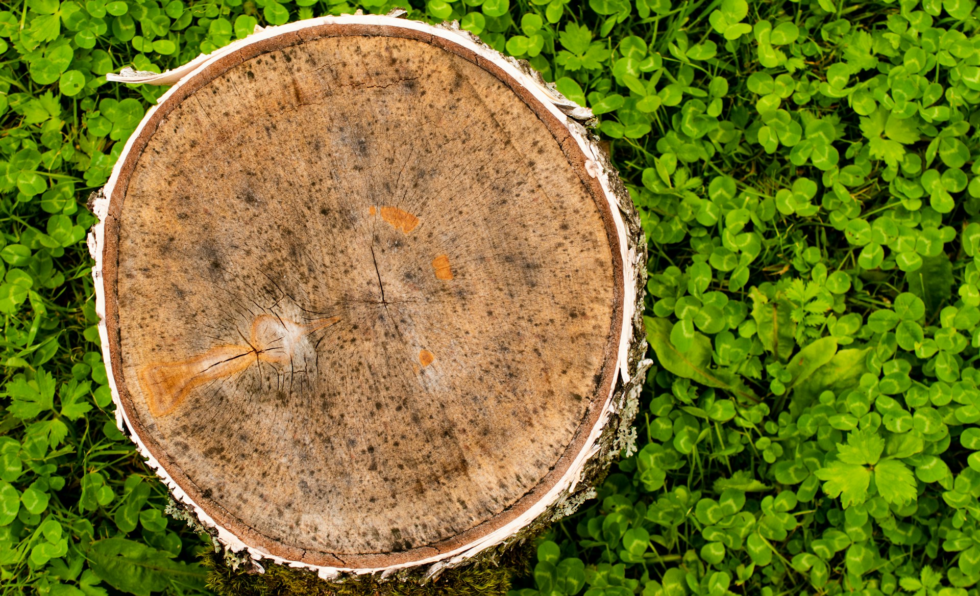 Deforestazione Amazzonia: il Brasile regala ancora miliardi a chi distrugge la foresta