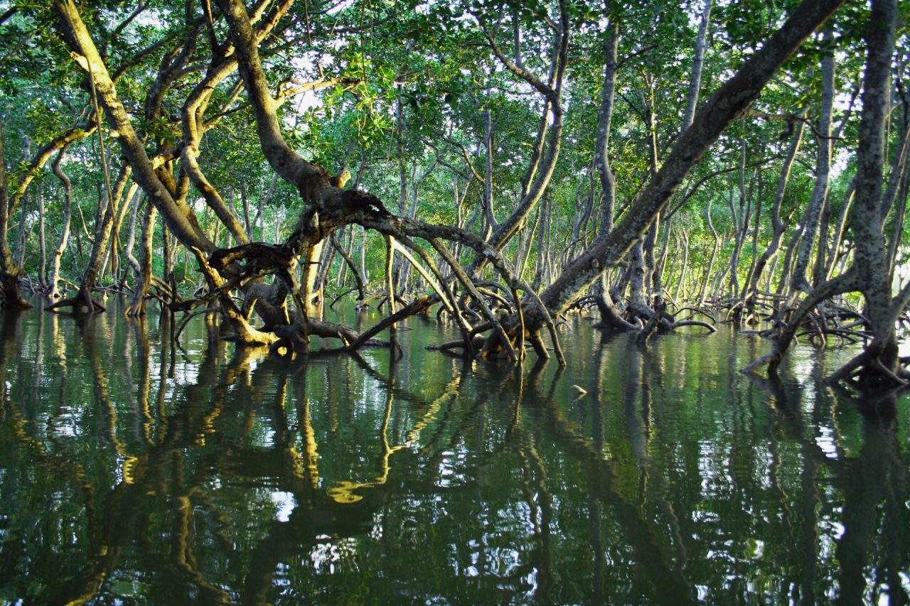 Rinnovabili • Degrado foreste mangrovie: emissioni aumenteranno del 50.000%