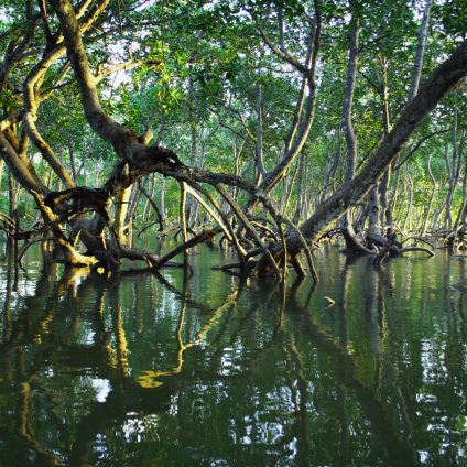 Rinnovabili • Degrado foreste mangrovie: emissioni aumenteranno del 50.000%