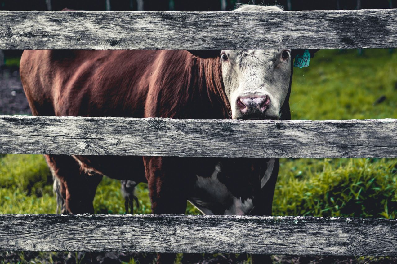 Rinnovabili • Emissioni dell’allevamento: la FAO ha truccato i dati