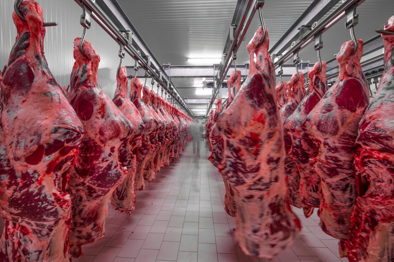 Rinnovabili • Finanziamenti industria carne: +15% in 4 anni, trend insostenibile