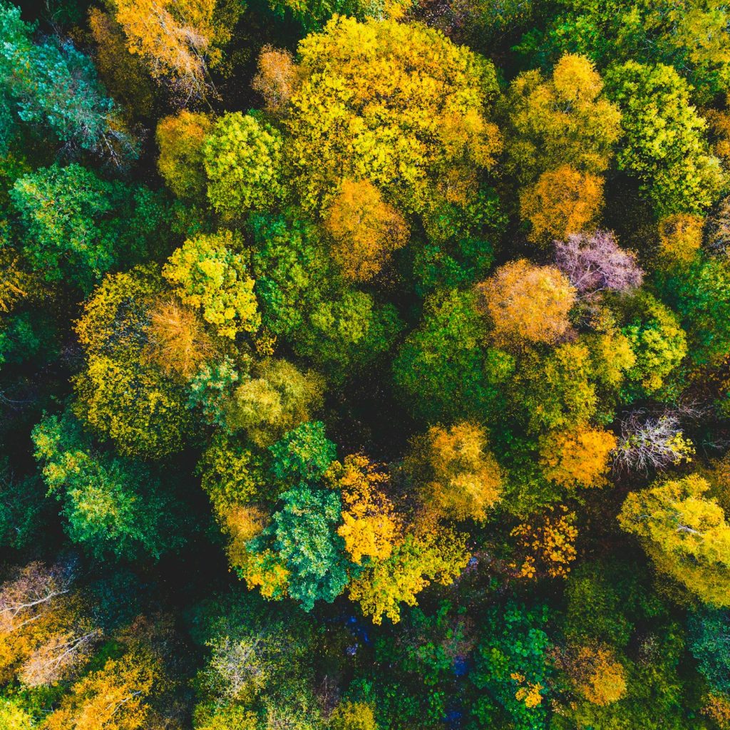 Foreste periurbane: c’è spazio per 241 miliardi di alberi