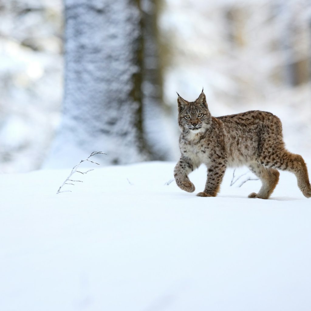 Giornata mondiale natura selvatica 2024: il digitale ci salverà?