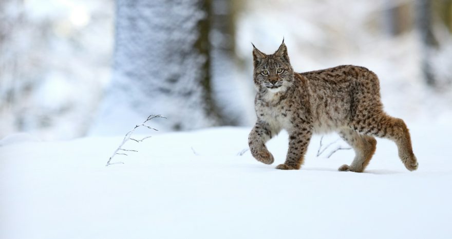 Rinnovabili • Giornata mondiale natura selvatica 2024: il digitale ci salverà?