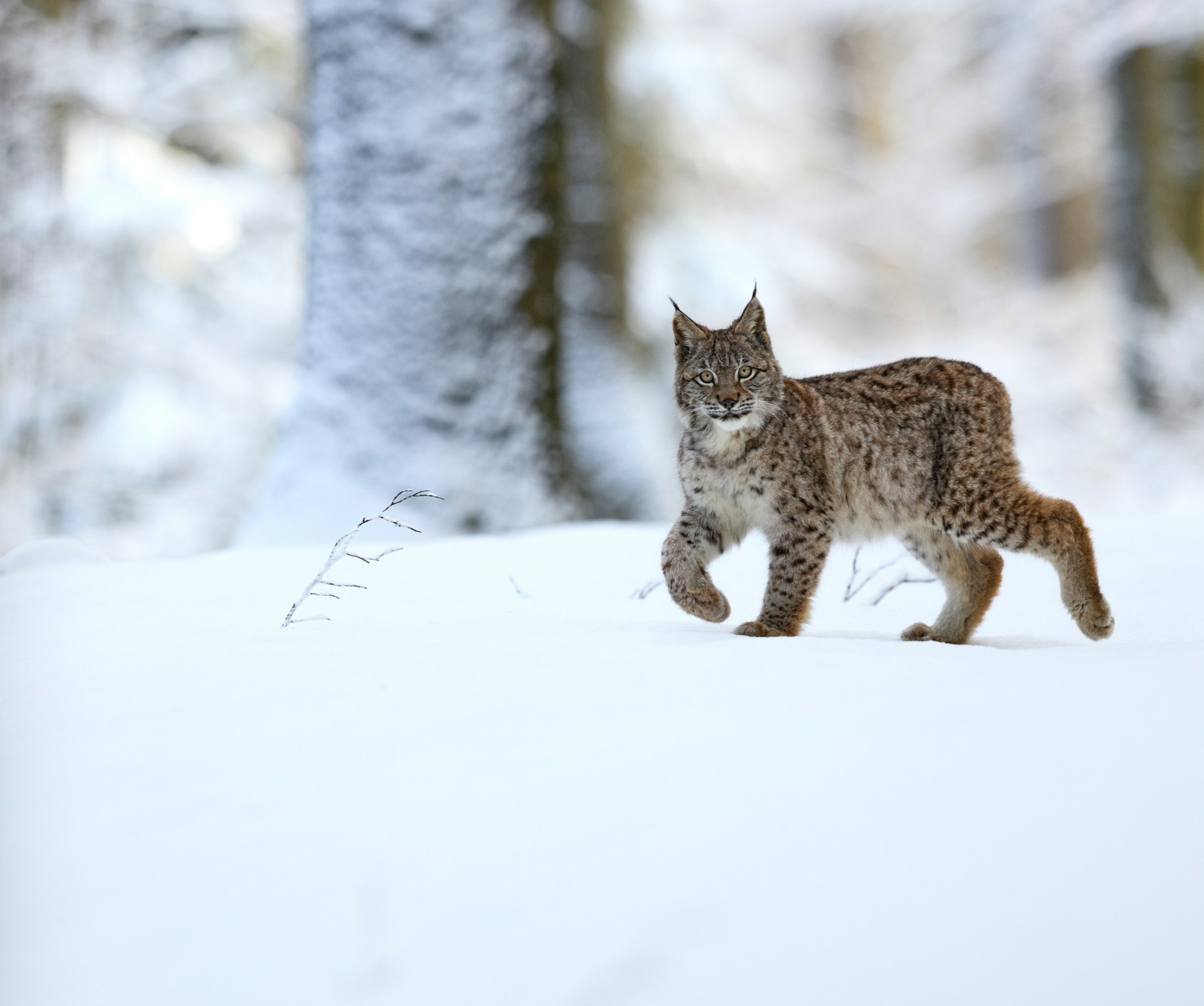 Giornata mondiale natura selvatica 2024: il digitale ci salverà?