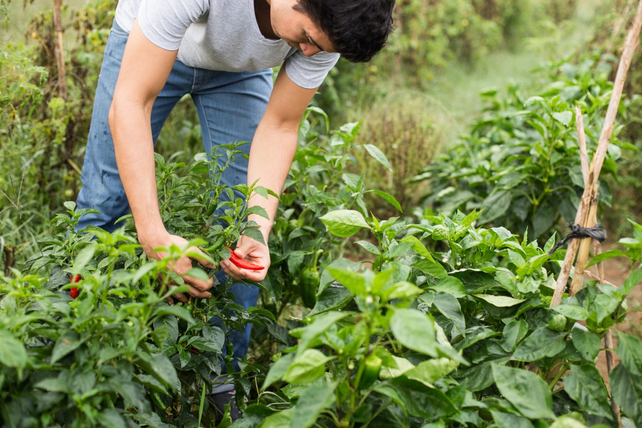 Rinnovabili • giovani agricoltori