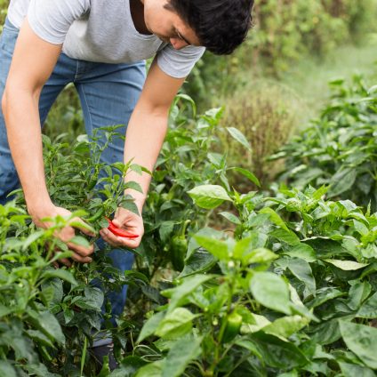 Rinnovabili • giovani agricoltori