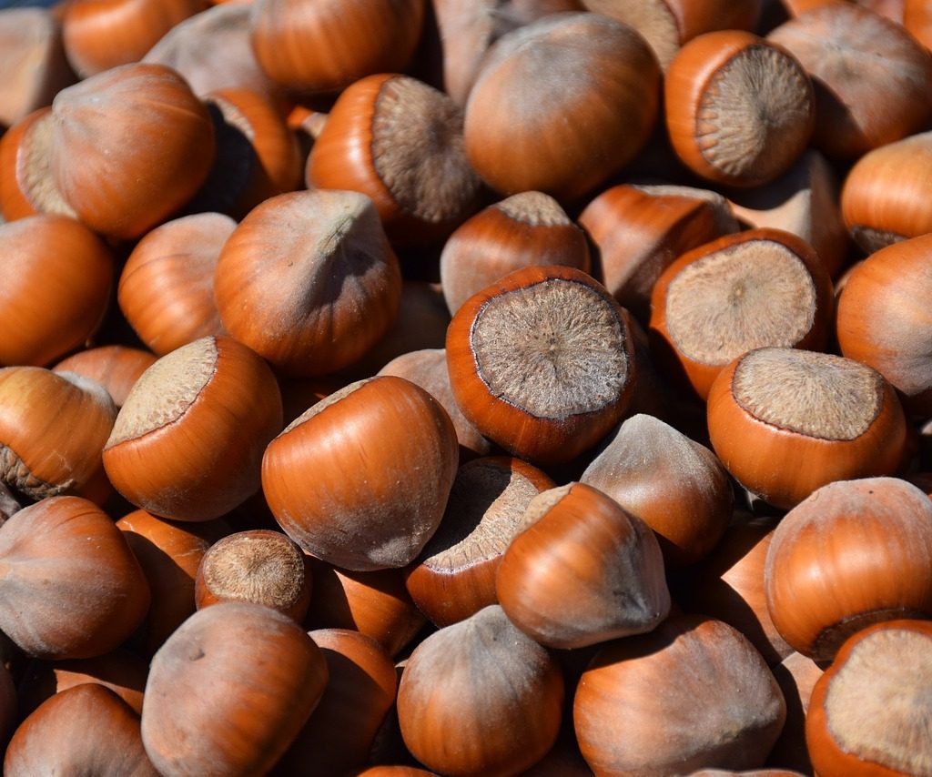 Coltivazione del nocciolo