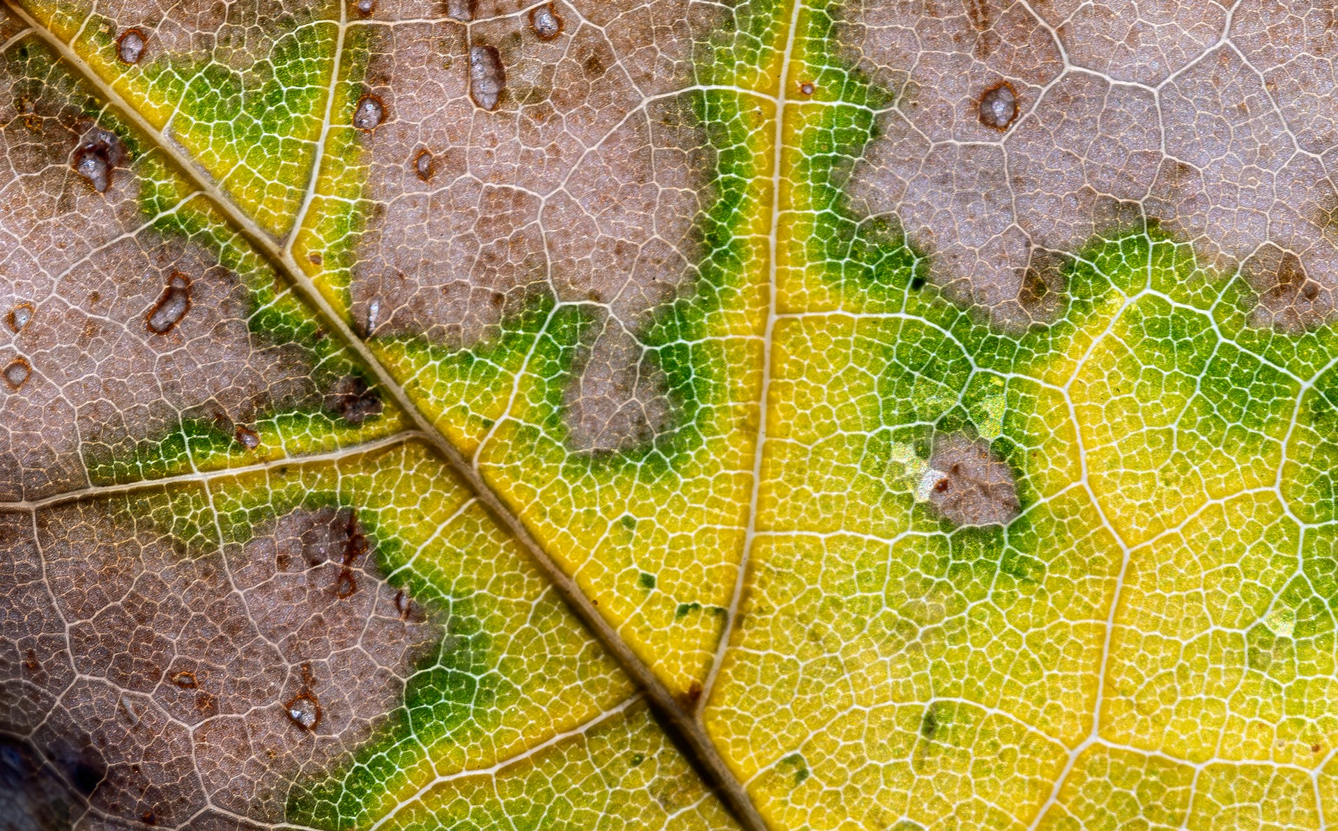 Piani transizione ecologica: solo il 20% delle aziende UE fa sul serio