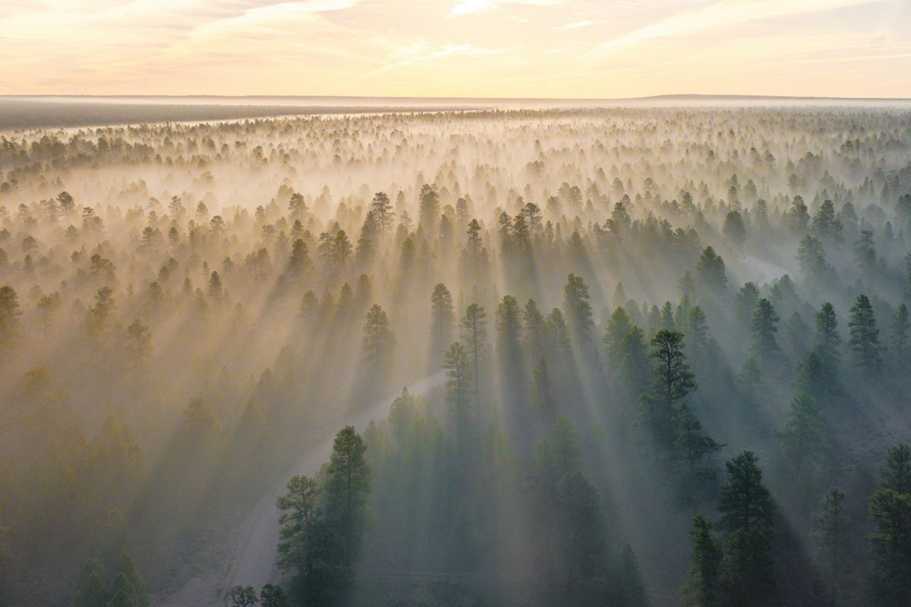 Rinnovabili • Piantare alberi non fa (sempre) bene al clima