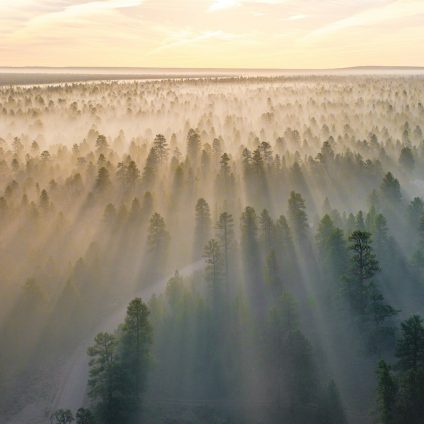 Rinnovabili • Piantare alberi non fa (sempre) bene al clima