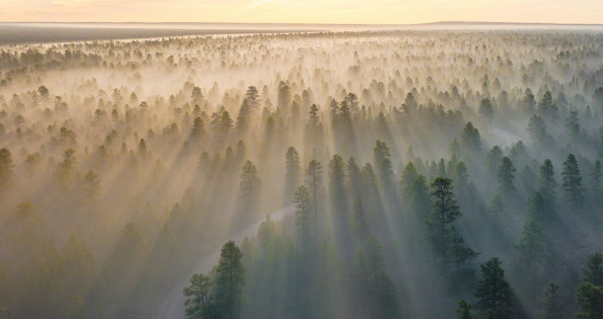 Rinnovabili • Piantare alberi non fa (sempre) bene al clima