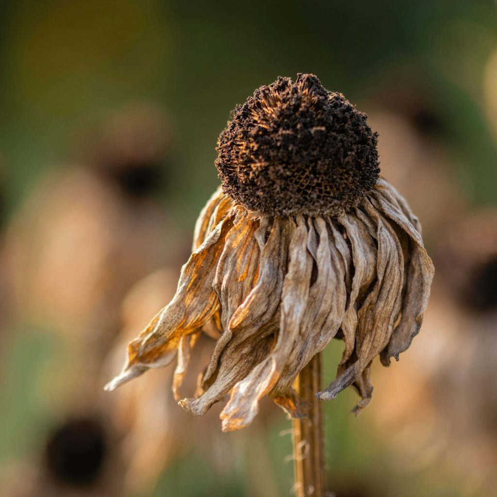 Siccità in Europa: rispettare o meno 1,5°C fa un’enorme differenza