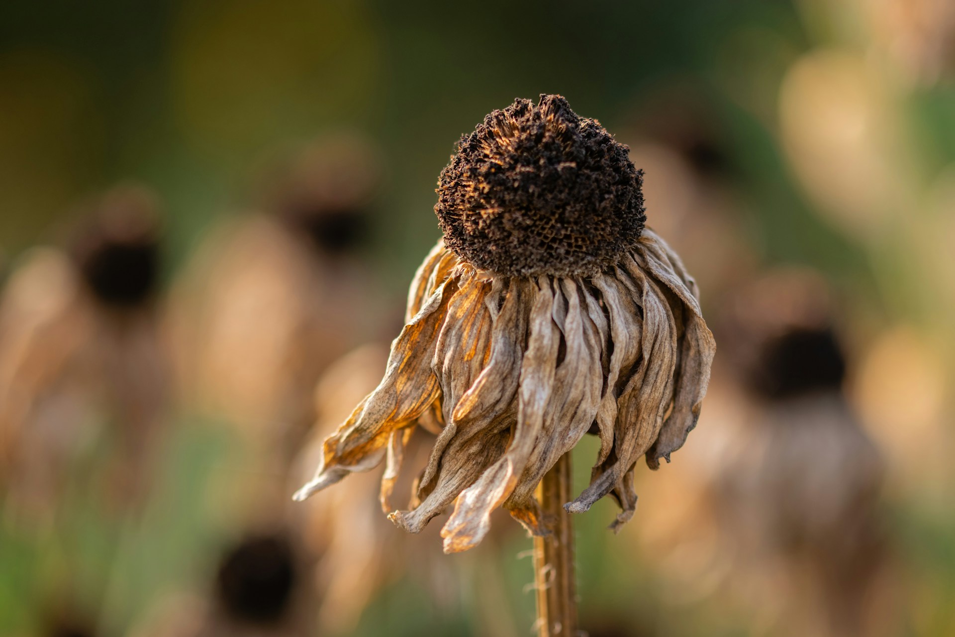 Siccità in Europa: rispettare o meno 1,5°C fa un’enorme differenza