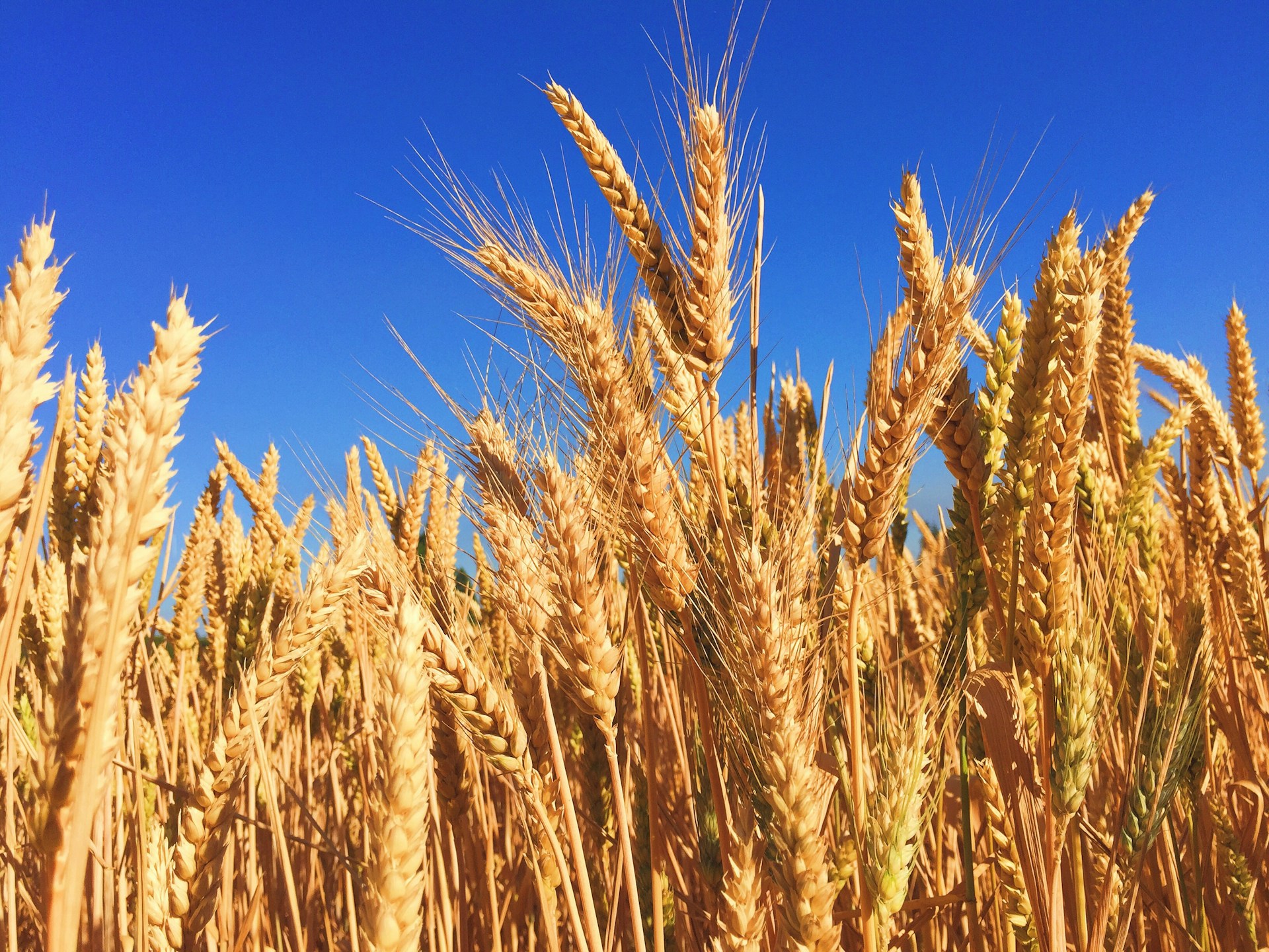 Sicurezza alimentare UE: eventi estremi sono il pericolo più grande