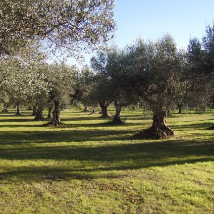 Rinnovabili • Interventi contro la Xylella