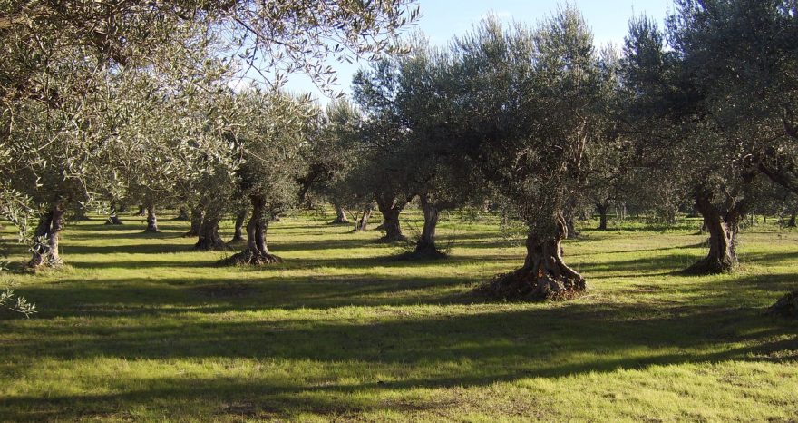 Rinnovabili • Interventi contro la Xylella