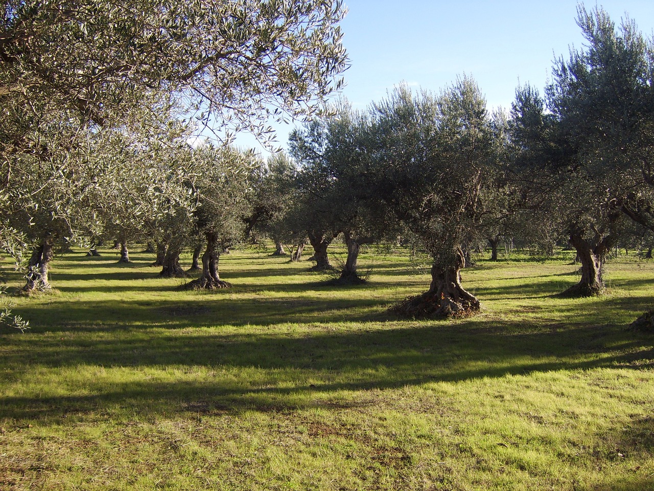 Rinnovabili • Interventi contro la Xylella