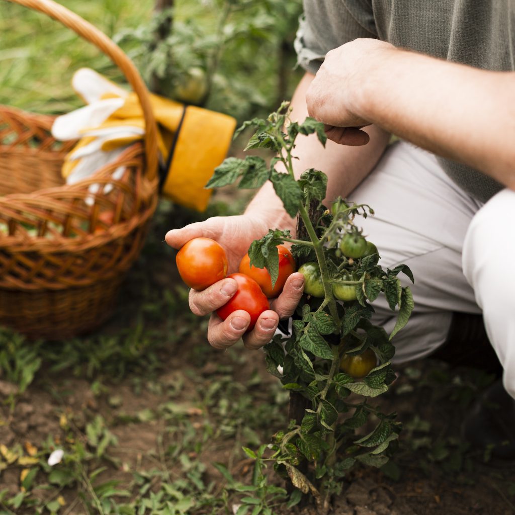 Agricoltura biologica rigenerativa