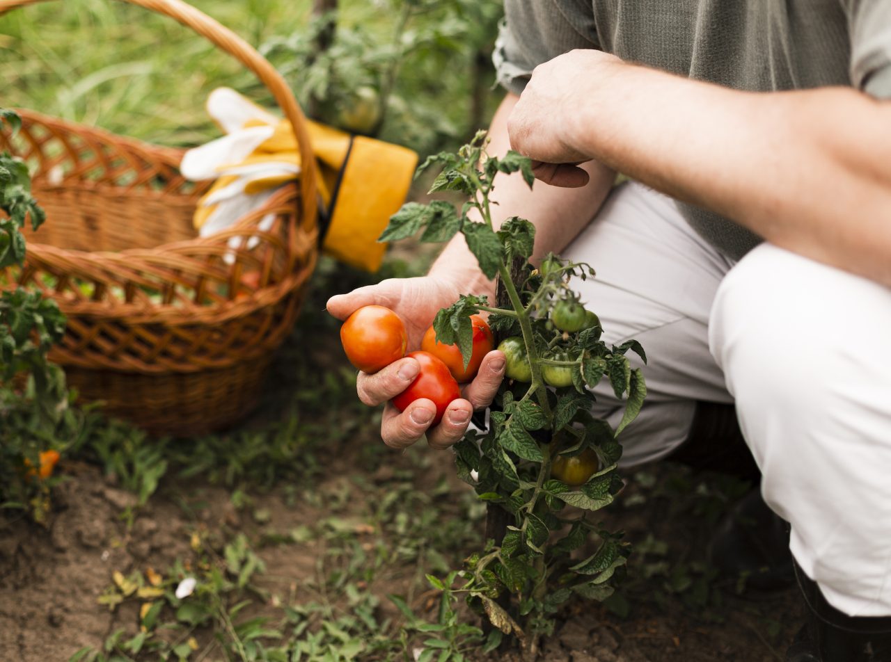 Rinnovabili • Agricoltura biologica rigenerativa