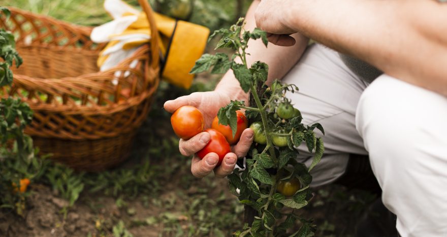 Rinnovabili • Agricoltura biologica rigenerativa