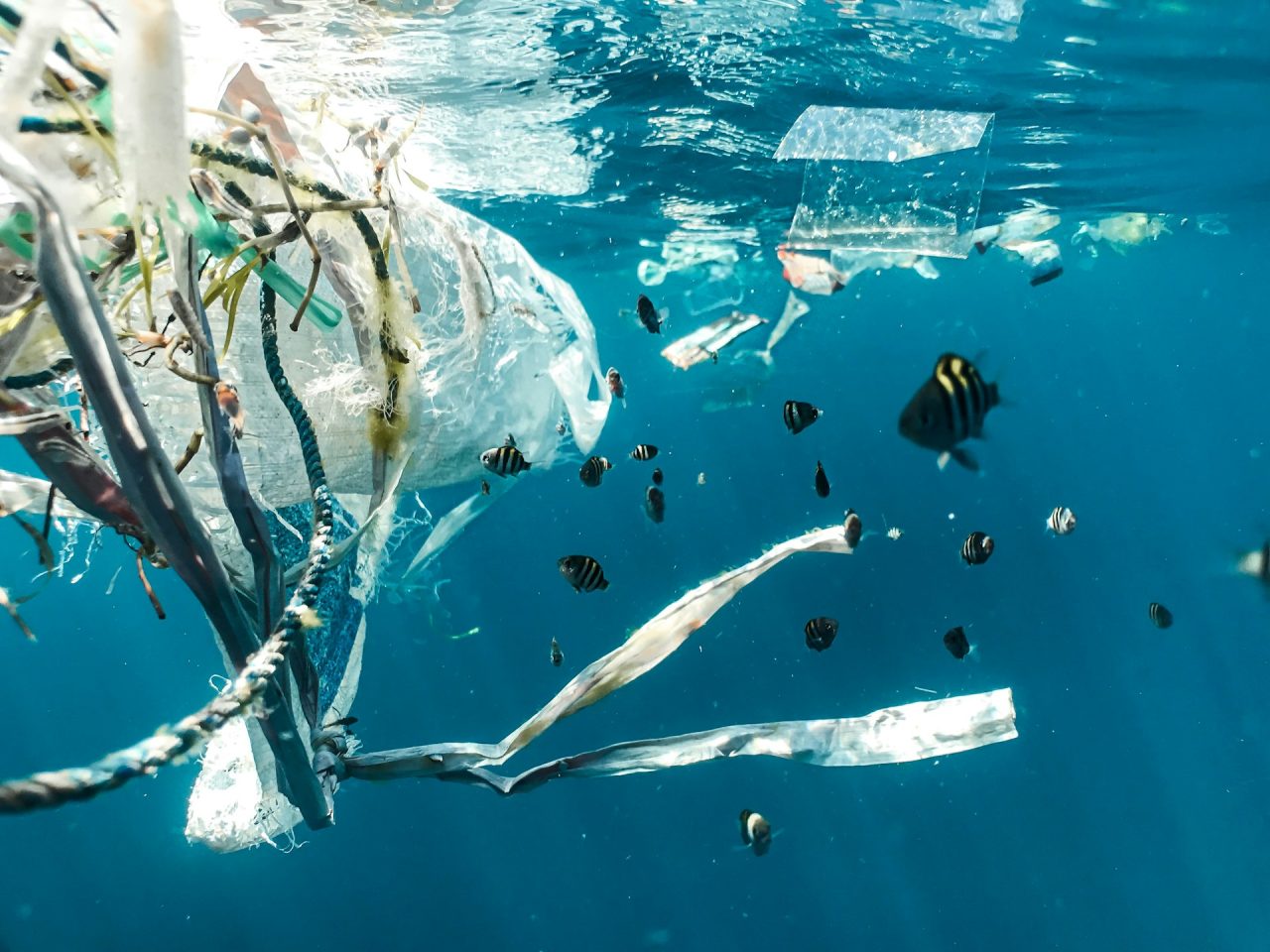 Rinnovabili • riduzione della plastica negli oceani