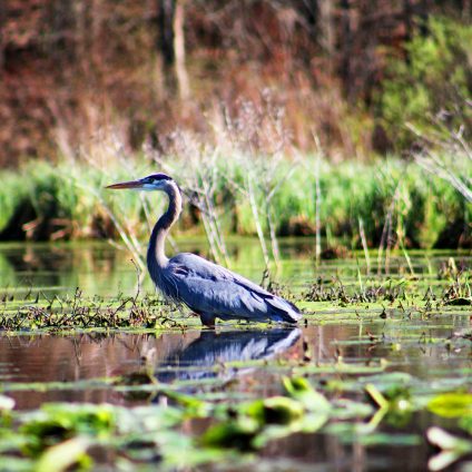 Rinnovabili • ripristino della natura