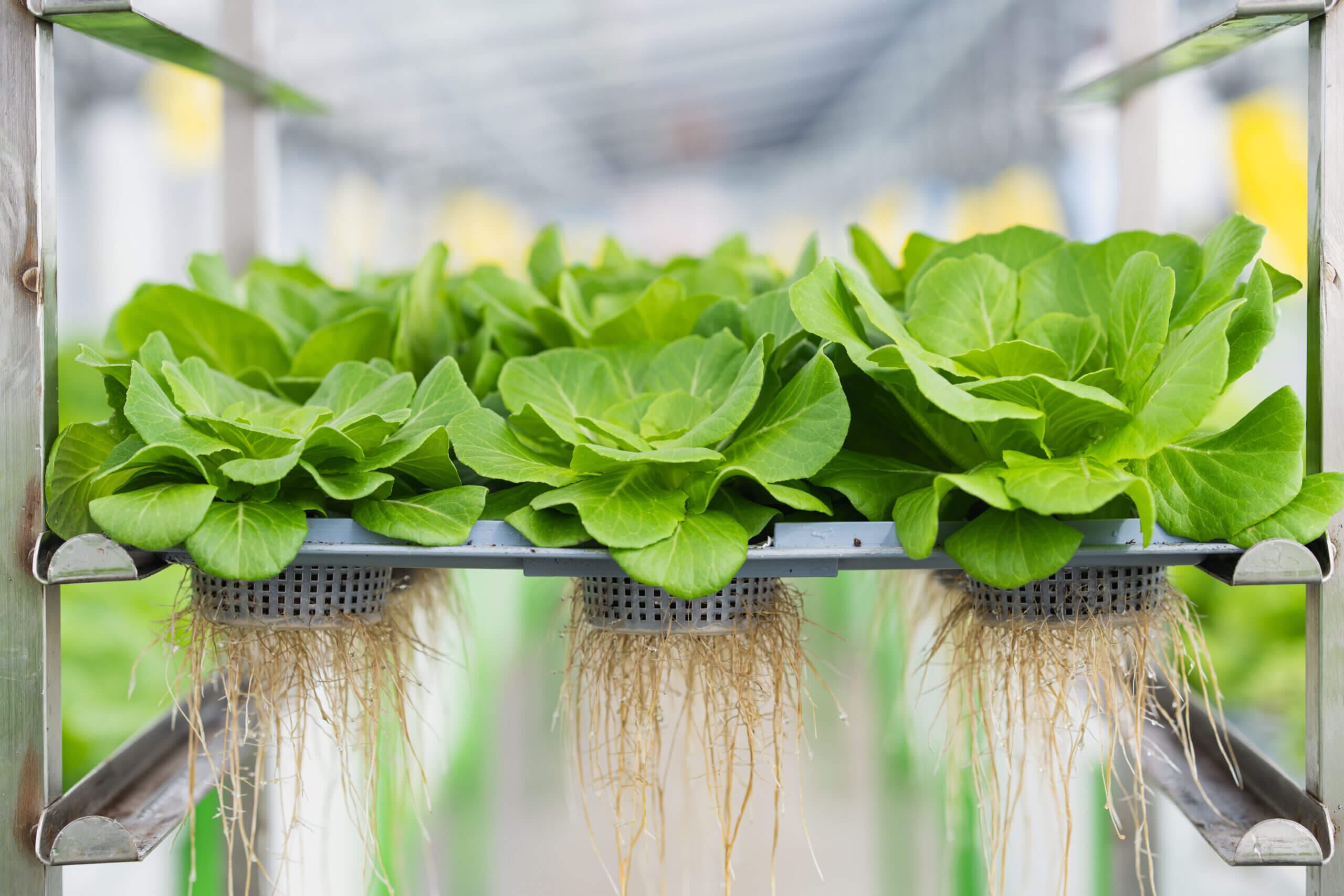 Coltivazione fuori suolo di Agricooltur®