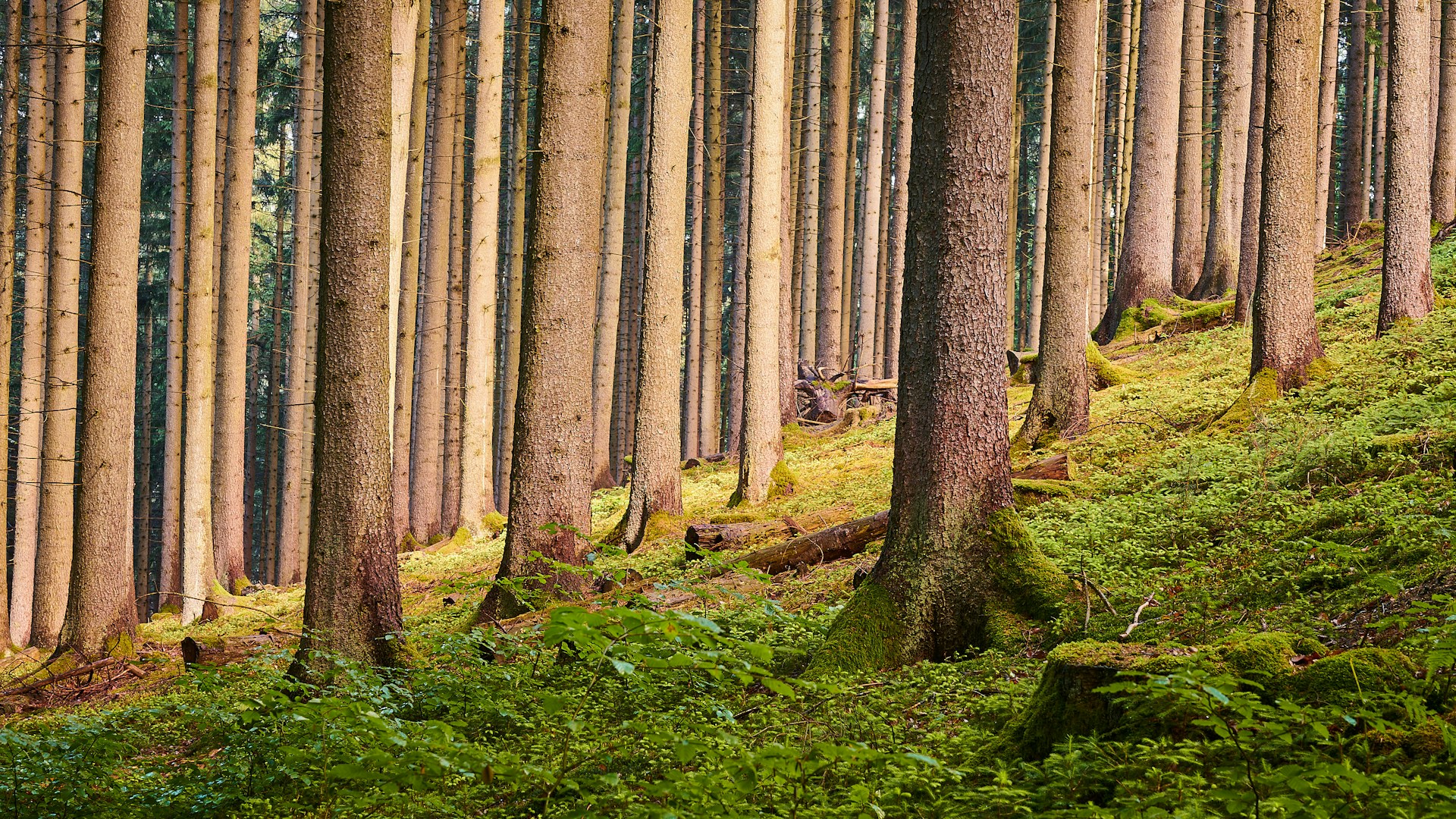 Foreste globali: allarme FAO per incendi e specie invasive