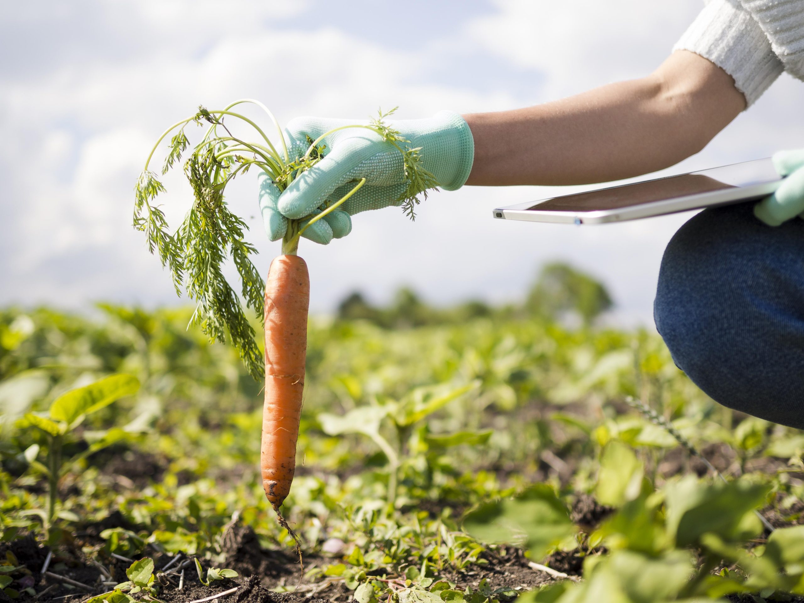 Biologico, crescono le importazioni dai Paesi extra-UE