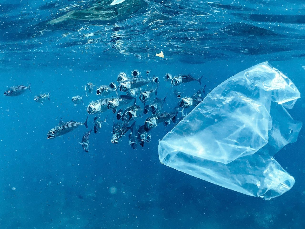 Rinnovabili • conseguenze della plastica negli oceani