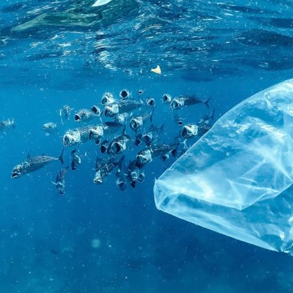 Rinnovabili • conseguenze della plastica negli oceani