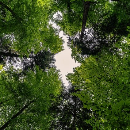 Rinnovabili • Ecosistemi forestali e cambiamento climatico