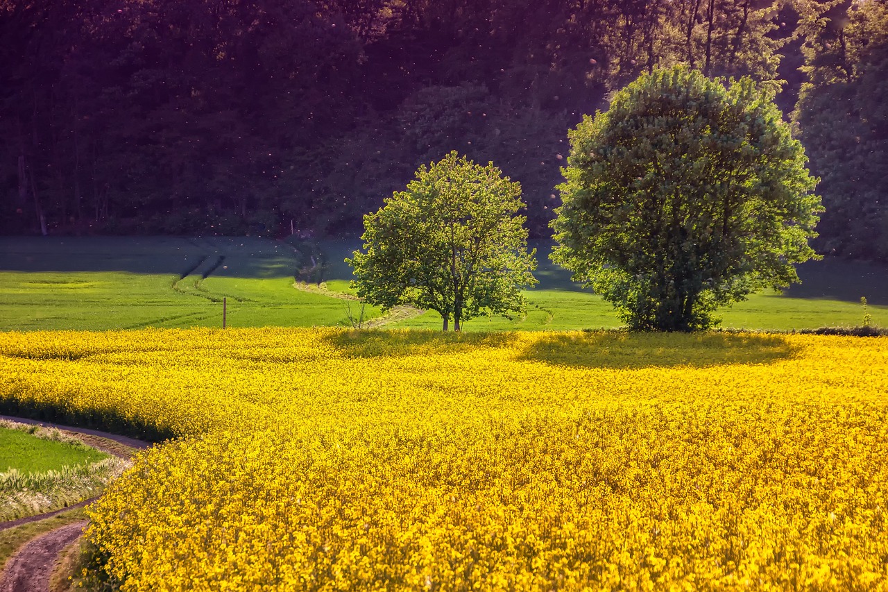 Dialogo strategico sul futuro dell’agricoltura nell’UE, cosa si aspettano gli agricoltori?