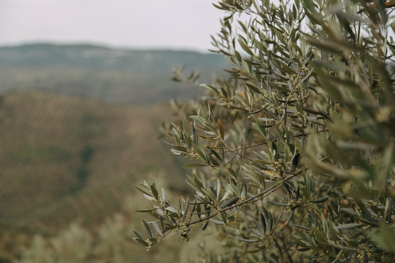 Rinnovabili • Cala la produzione di olio d'oliva